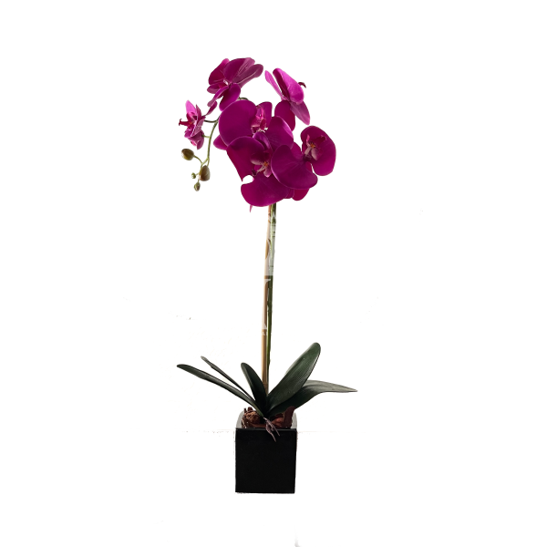 Dirbtinė orchidėja Florina 55cm