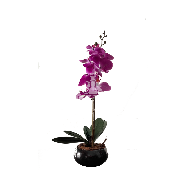 Dirbtinė orchidėja Serenada 55cm